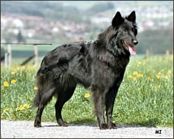 tblcontent content bild 101110