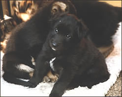 tblcontent content bild 42