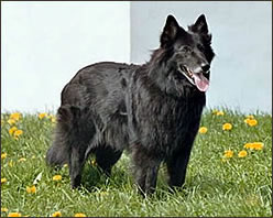 tblcontent content bild 98